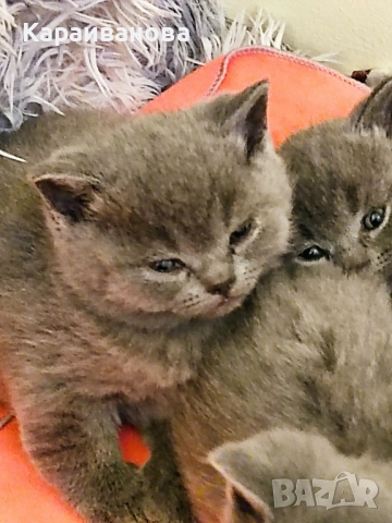 Британски късокосмести , снимка 7 - Британска късокосместа - 52481442