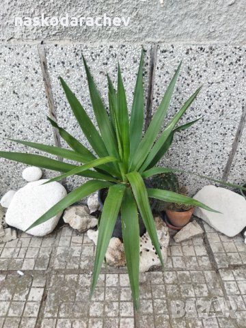 Палма Юка агаве стайна, снимка 11 - Стайни растения - 32852031