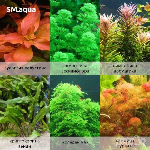 Аквриумни растения /тор за  растения за аквариум, снимка 4 - Други - 35584454