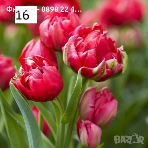 Луковици на лалета, снимка 3 - Разсади - 51436409