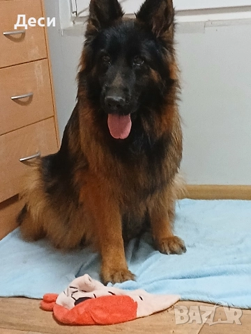 дългокосмести немски овчарки, снимка 12 - Немска овчарка - 52960638