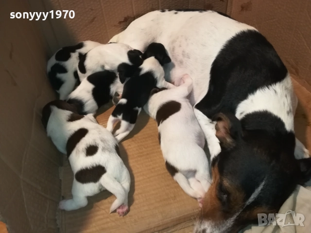 ДЖАК-СЛАДКИ БЕБЕТА 2508250707, снимка 18 - Джак ръсел териер - 51479040