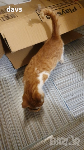 Намерено - Рижаво мъниче спешно търси дом, снимка 7 - Изгубени/намерени - 52807597