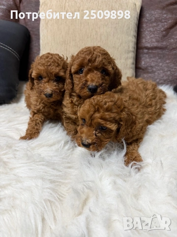 Пудел той , снимка 4 - Пудели - 53465548