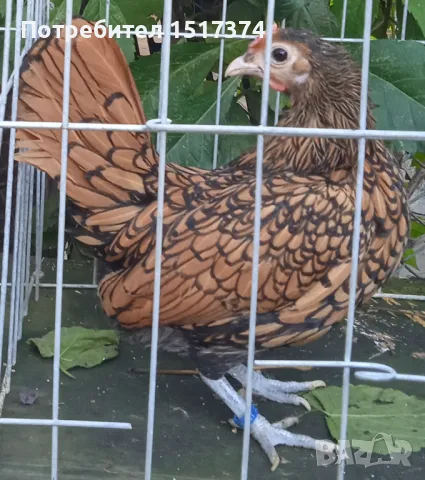 Продавам петли и ярки Зибрайт , снимка 3 - други­ - 47459297