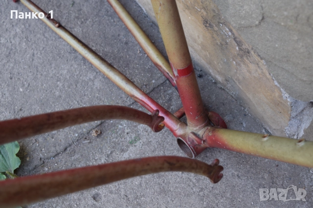 Ретро Шосейна Френска Рамка 70те/80те Reynolds 531, снимка 8 - Части за велосипеди - 51935230