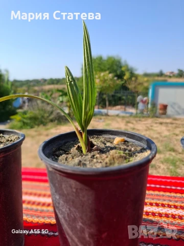 Палми от производител, снимка 9 - Стайни растения - 51037174