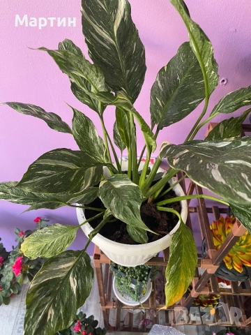 Стайни растения за дома и офиса , снимка 3 - Стайни растения - 52435932