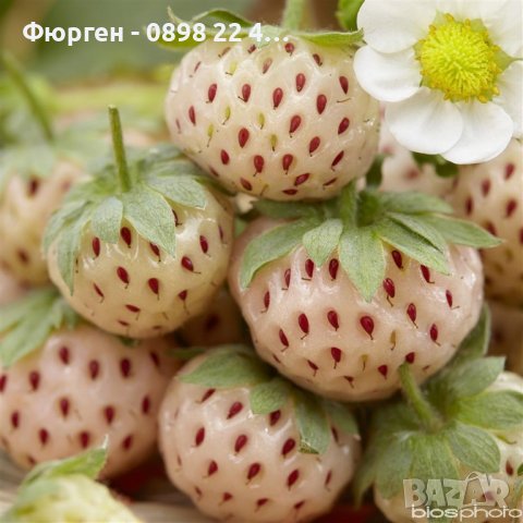 Бяла ягода - ананасова , снимка 7 - Разсади - 36835571