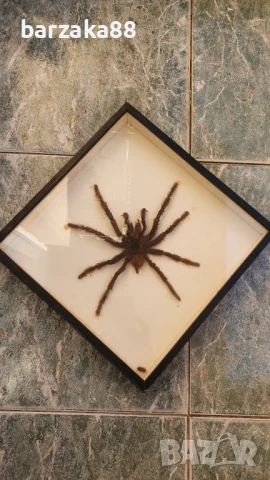 Тарантула Паяк