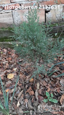 Продавам КИПАРИСИ, снимка 4 - Градински цветя и растения - 35157822