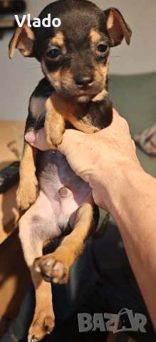 Пинчери ваксинирани с паспорти от 10.02.26г., снимка 4 - Пинчер - 53431751