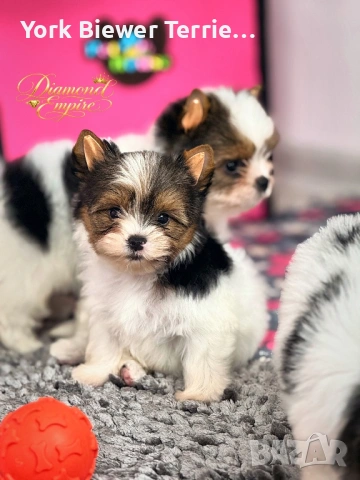 Йорки, страхотни бебета с родословие и доставка!