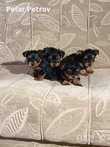 Йоркширски териер мини , снимка 11 - Йоркширски териер - 52933714