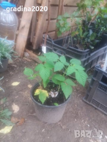 Налични 5 сорта малини , снимка 6 - Разсади - 39102958