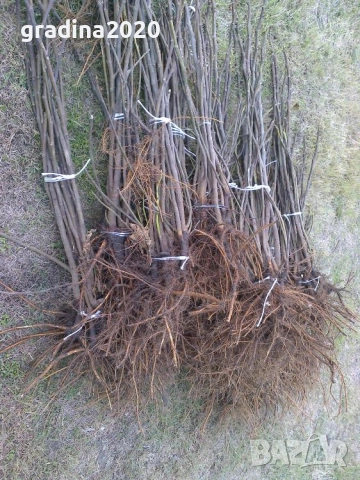 Смокиня сорт Бурса, снимка 6 - Разсади - 45560840