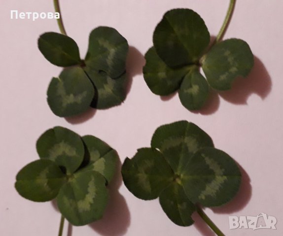 Четирилистни детелини, снимка 10 - Други - 21881277