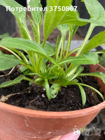 💜🧡🩷 Ехинацея / Echinacea 💜🧡🩷, снимка 6 - Градински цветя и растения - 49778110