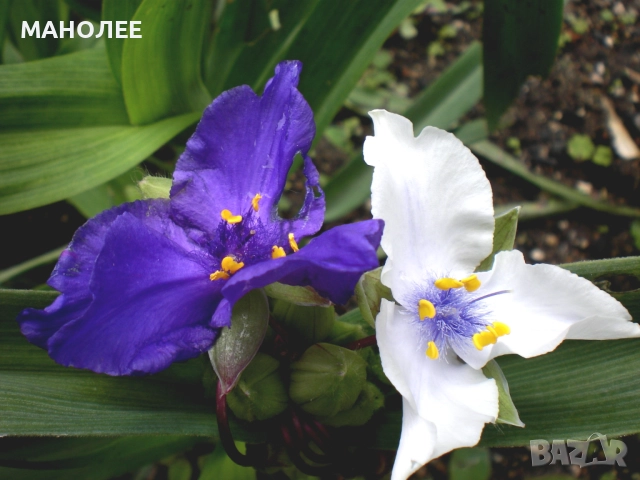 Традесканция   градинска - 2 цвята