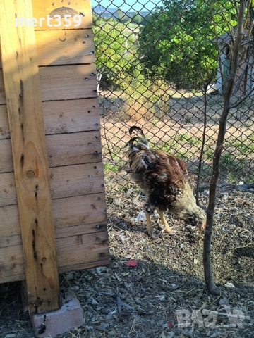 петели 🐓, снимка 4 - Кокошки и пуйки - 52231412