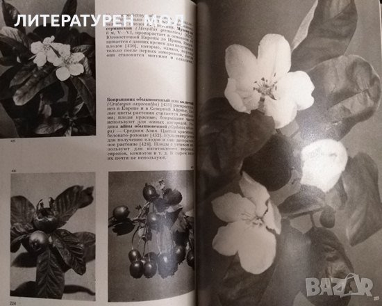 Иллюстрированная энциклопедия растений. Четвертое издание. Ф. А. Новак 1987г., снимка 4 - Енциклопедии, справочници - 33393227