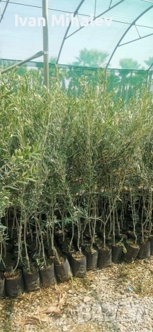 Маслинови дървета , снимка 2 - Градински цветя и растения - 53029351