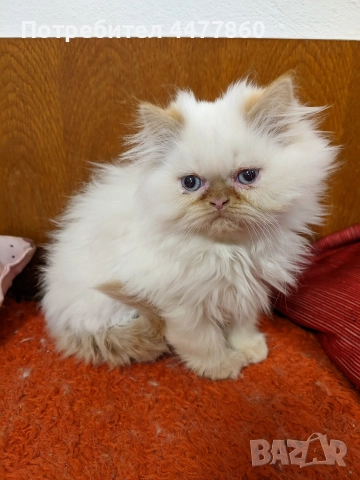 Продавам персийски котенца , снимка 5 - Други - 52679395