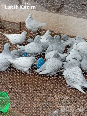 Ардезио стандартни пощенски гълъби, снимка 2 - Гълъби - 53131803