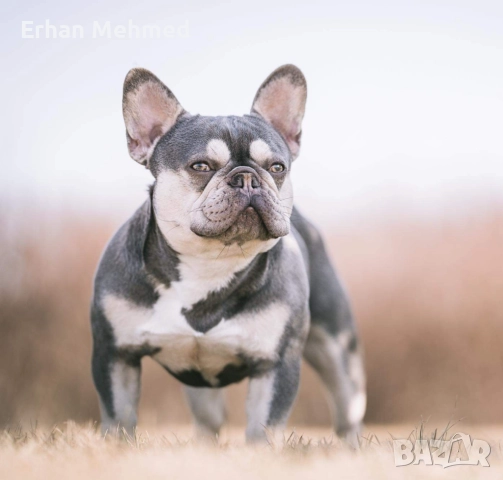 Френски булдог , снимка 7 - Френски булдог - 52771158