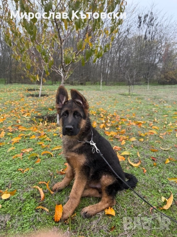 Елитни немски овчарки, снимка 5 - Немска овчарка - 51923395