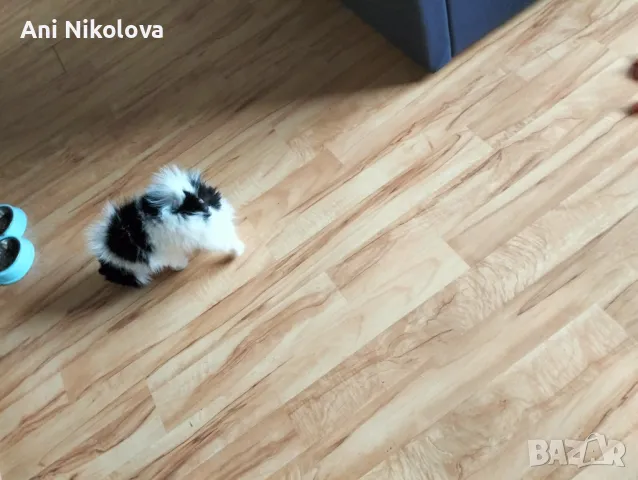 Мини шпиц , снимка 13 - Померан - 49781285