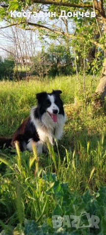 Продавам Бордер колита, снимка 1