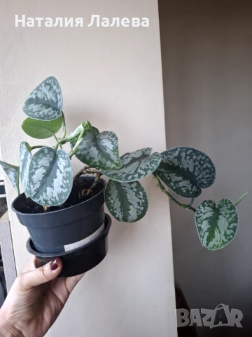 Сциндапсус, scindapsus Еxotika