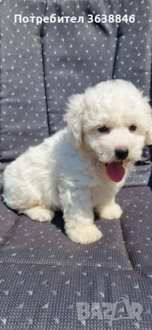 Бишон фризе , снимка 3 - Болонка - 51927984