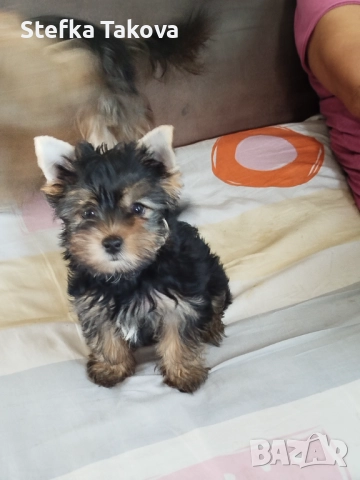 Мини сладурка