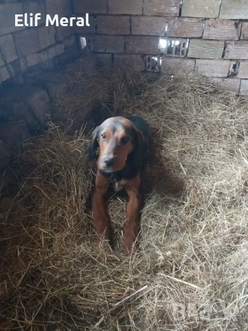 Ловно куче гонче, снимка 7 - Гонче - 53164333