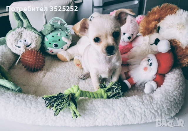 ПРОДАВАМ  ЧИХО-ПИНЧЕР БЯЛО  МОМИЧЕНЦЕ  НА 42 ДЕНА  !