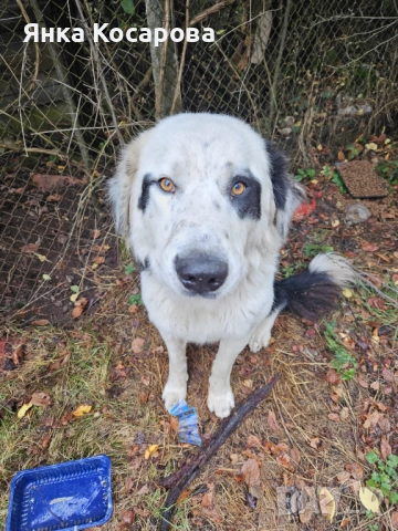 Младо куче търси своя дом!, снимка 5 - Други - 52008103