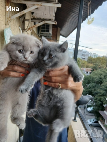шотландски котки, снимка 7 - Други - 51869275
