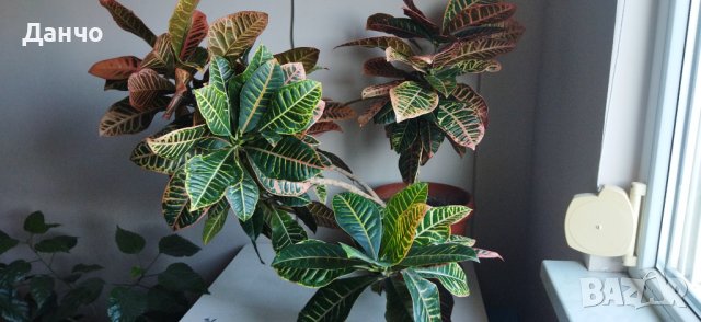 Продавам Кротон, снимка 1