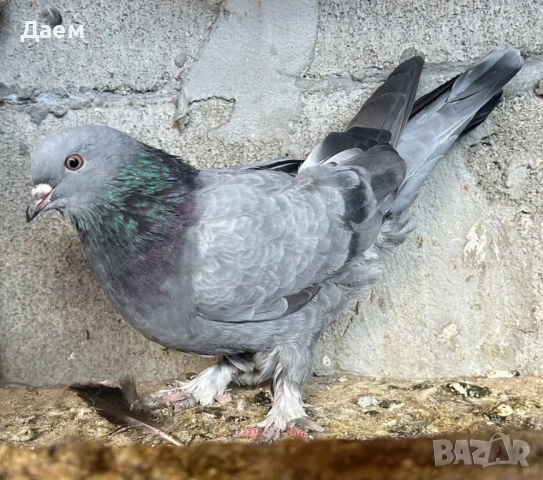 Мардини за игра , снимка 3 - Гълъби - 53014232