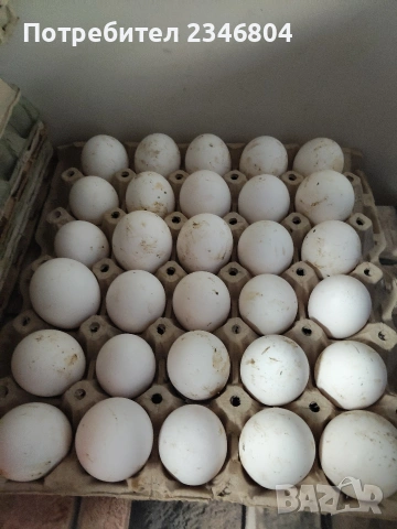 записвам за пиленца бял легхорн , снимка 2 - други­ - 53066043