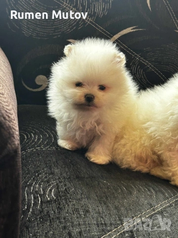 Померан , снимка 2 - Померан - 53203646