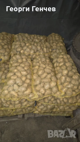 Продавам Картофи, сорт Сорая, снимка 3 - Други - 53213639