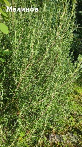 Розмарин - за пресаждане, пресен или за сушене, снимка 5 - Градински цветя и растения - 38104810