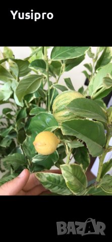 Лимон Мандарина Портокал Помело Лайм Лаймкуат Кумкуат Мандаринкуат, снимка 9 - Градински цветя и растения - 34694760