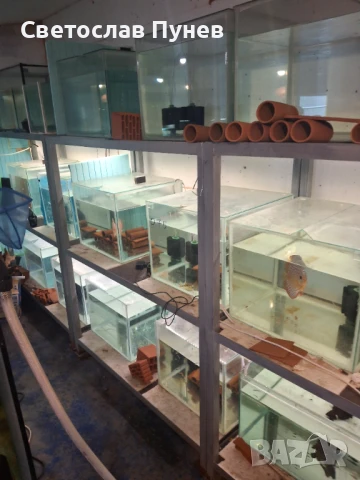 Продавам аквариомите по 50лв стила жители по 250лв, снимка 5 - Аквариуми - 51171328