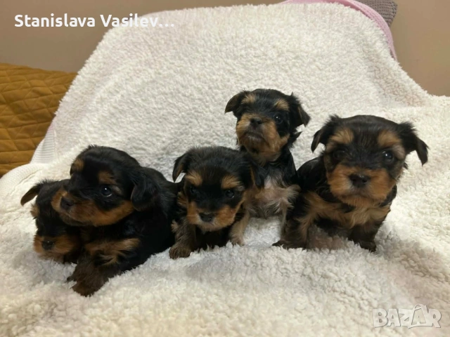 Бебета Йоркита Продават се йоркширски териери