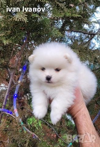 Померан-мини шпиц!!!, снимка 5 - Померан - 53060416