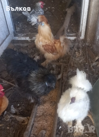 петлета копринки, снимка 4 - Кокошки и пуйки - 52444011